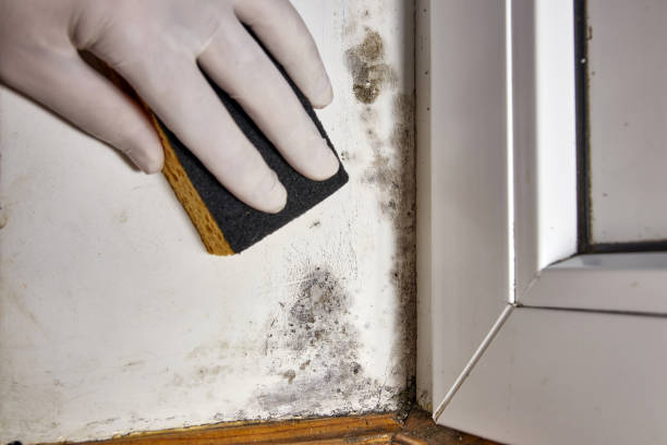 Reliable Aliso Viejo, CA Mold Removal Solutions